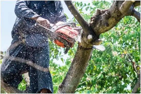 tree services Broadlands